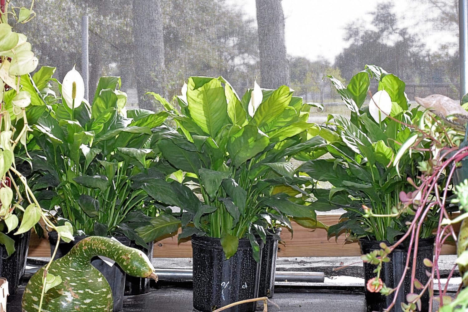 Genetic Selecting Is NOT Genetically Modifying…!!!