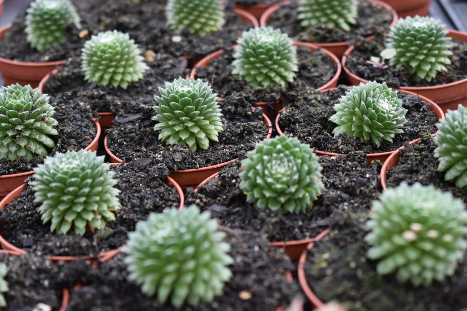 Various Rosettes