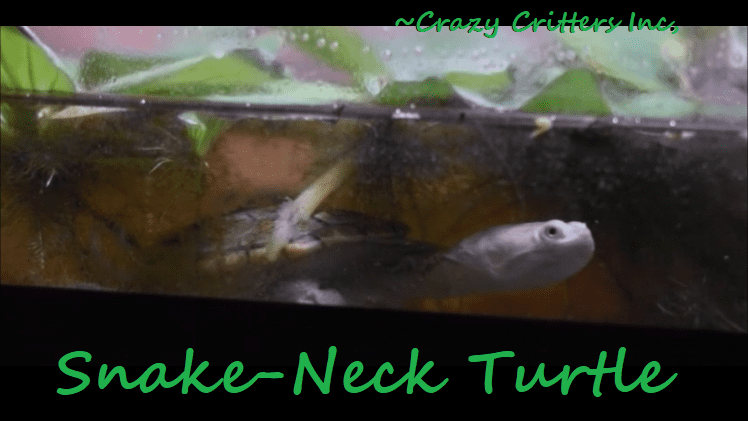 snake neck turtle