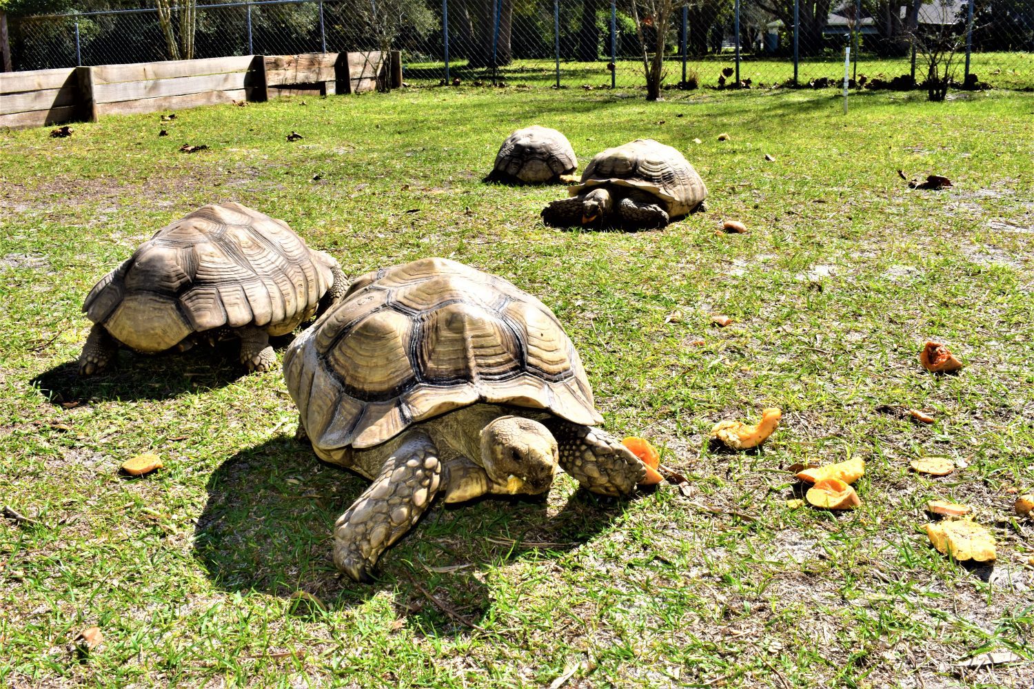 We Finally got ONE of the LARGE Male Sulcata Tortoise Groups New GRASS!