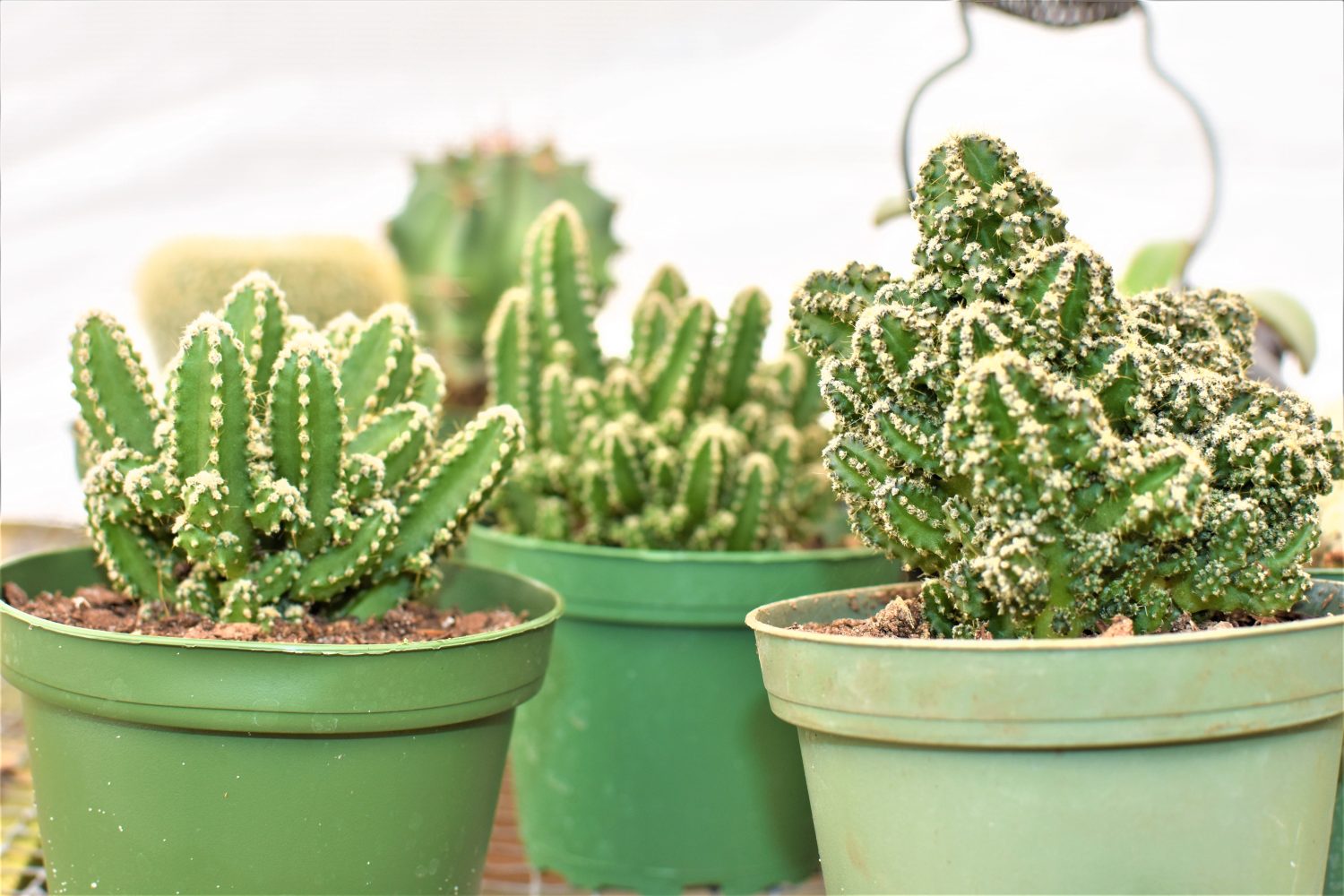Is the Fairy Castle Cactus an Acanthocereus or Cereus?