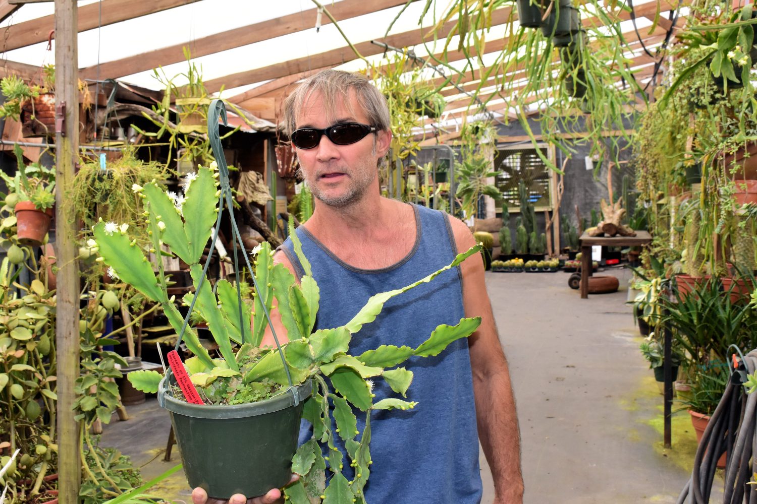Epiphyllum is a SMALL Genus of PLANTS with Amazing BLOOMS