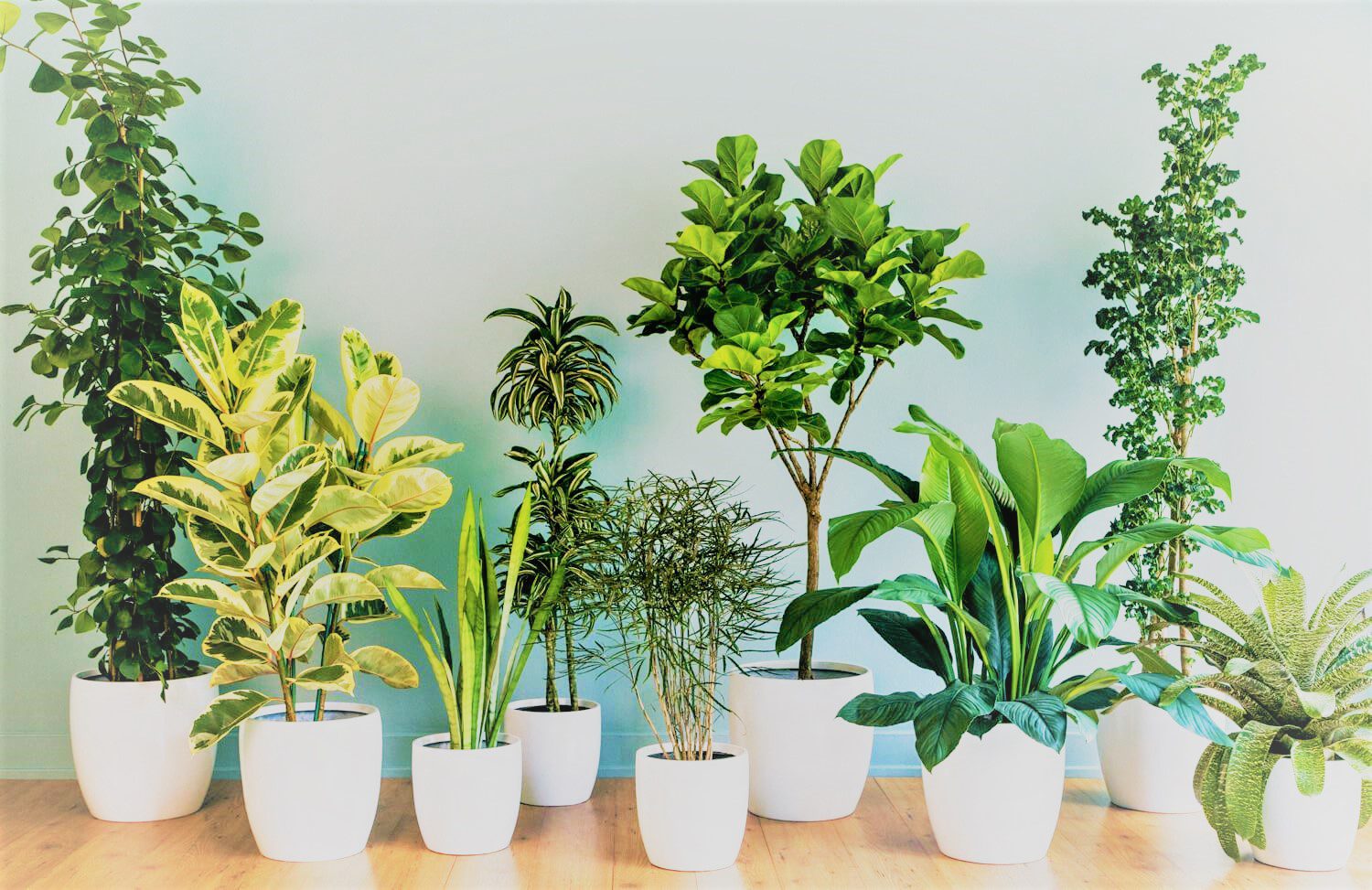 Plants Improve the Air we Breathe by Cleaning VOC’s! What is a VOC?