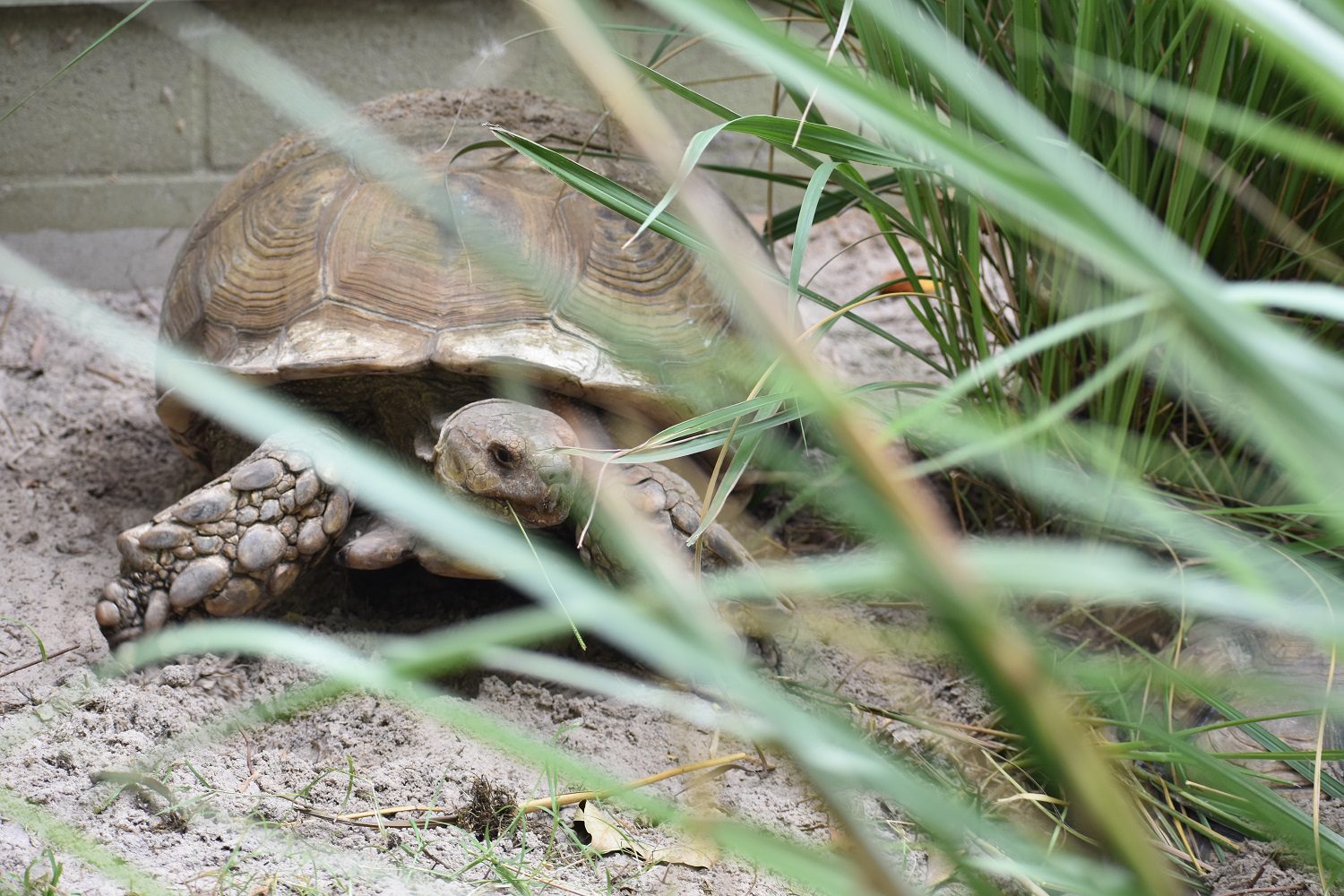 African Sulcata Nest and Eggs at Crazy Critters Inc.
