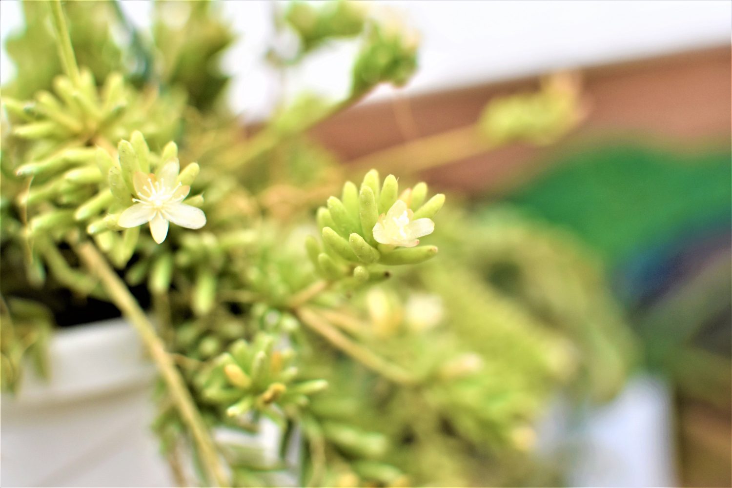 The Clumpy Mistletoe Cactus (Rhipsalis mesembryanthemoides) is an Endangered Species?!?