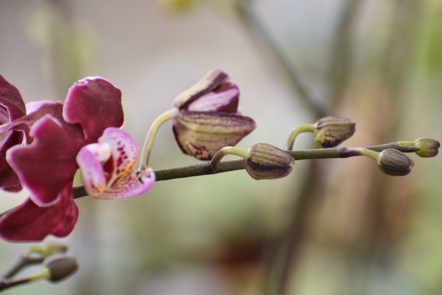 Orchid Plant Care: Simple Strategies