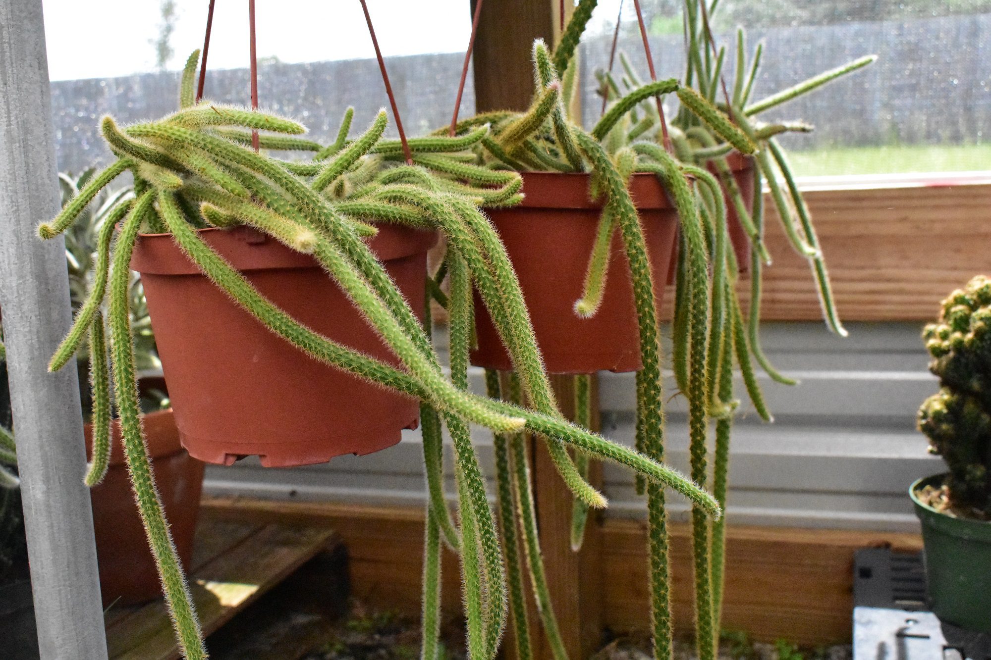 Rattail Cactus (Disocactus flagelliformis) Care and Information