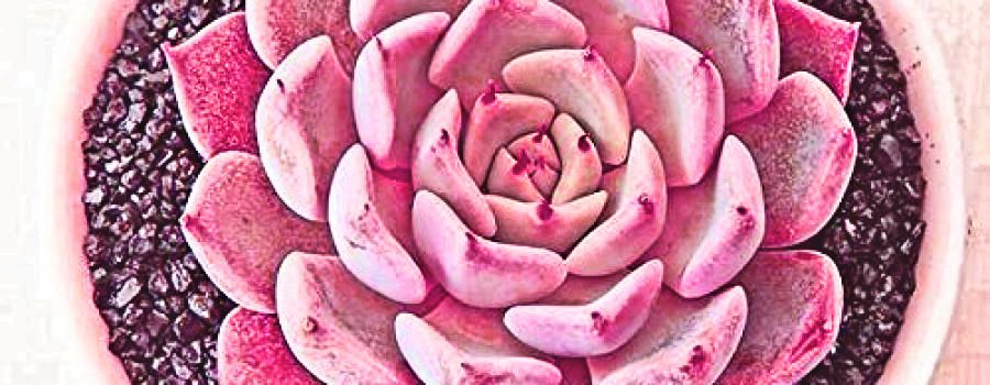 Ethylene, Anthocyanins, “Pink” Succulents, and Man-made Plants