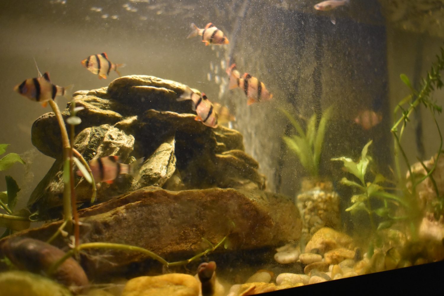 The Tiger Barb (Puntius tetrazona)