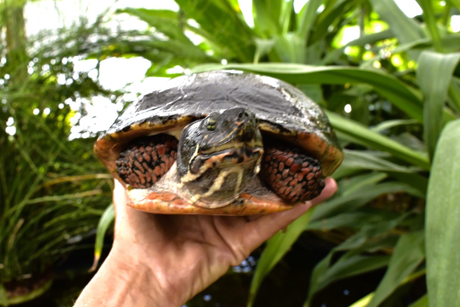 Algae… Good for the Earth, GREAT for your Turtle!