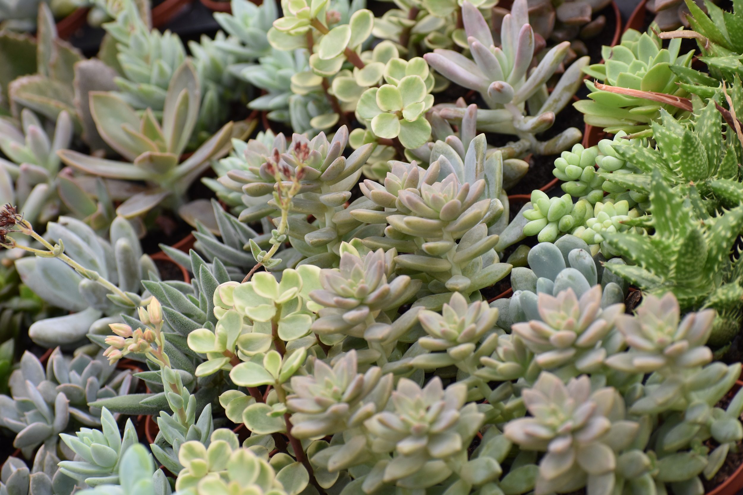Growing Outdoor Succulents: Key Tips for Success