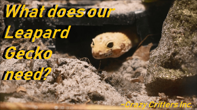 What Do Leopard Geckos Need? ~Crazy Critters Inc.