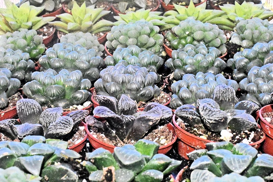 Haworthia Hard to Pronounce but NOT Grow!