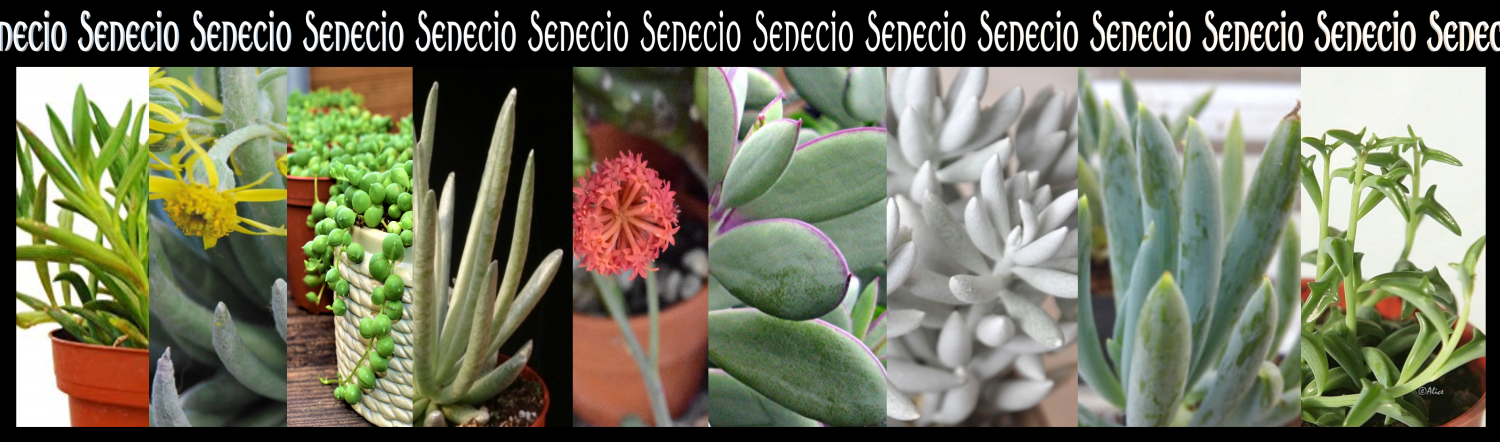 Senecio is a huge GENUS of Plants with AMAZING Leaves and Blooms