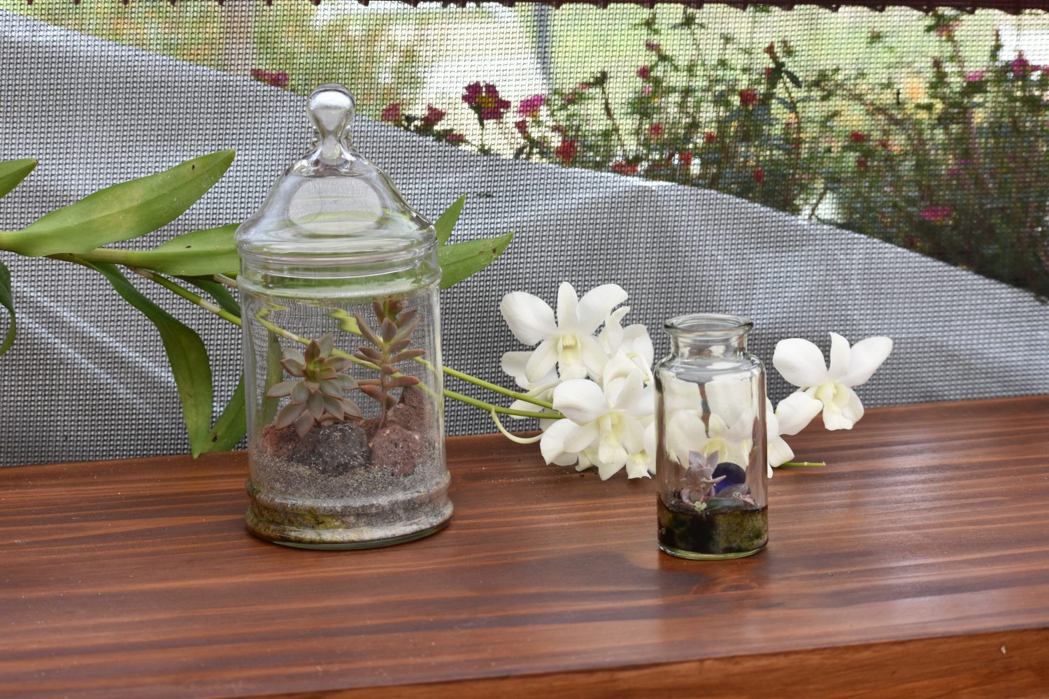 Succulent, Cacti, Tropical Plants and Ideas On How To Keep Them.