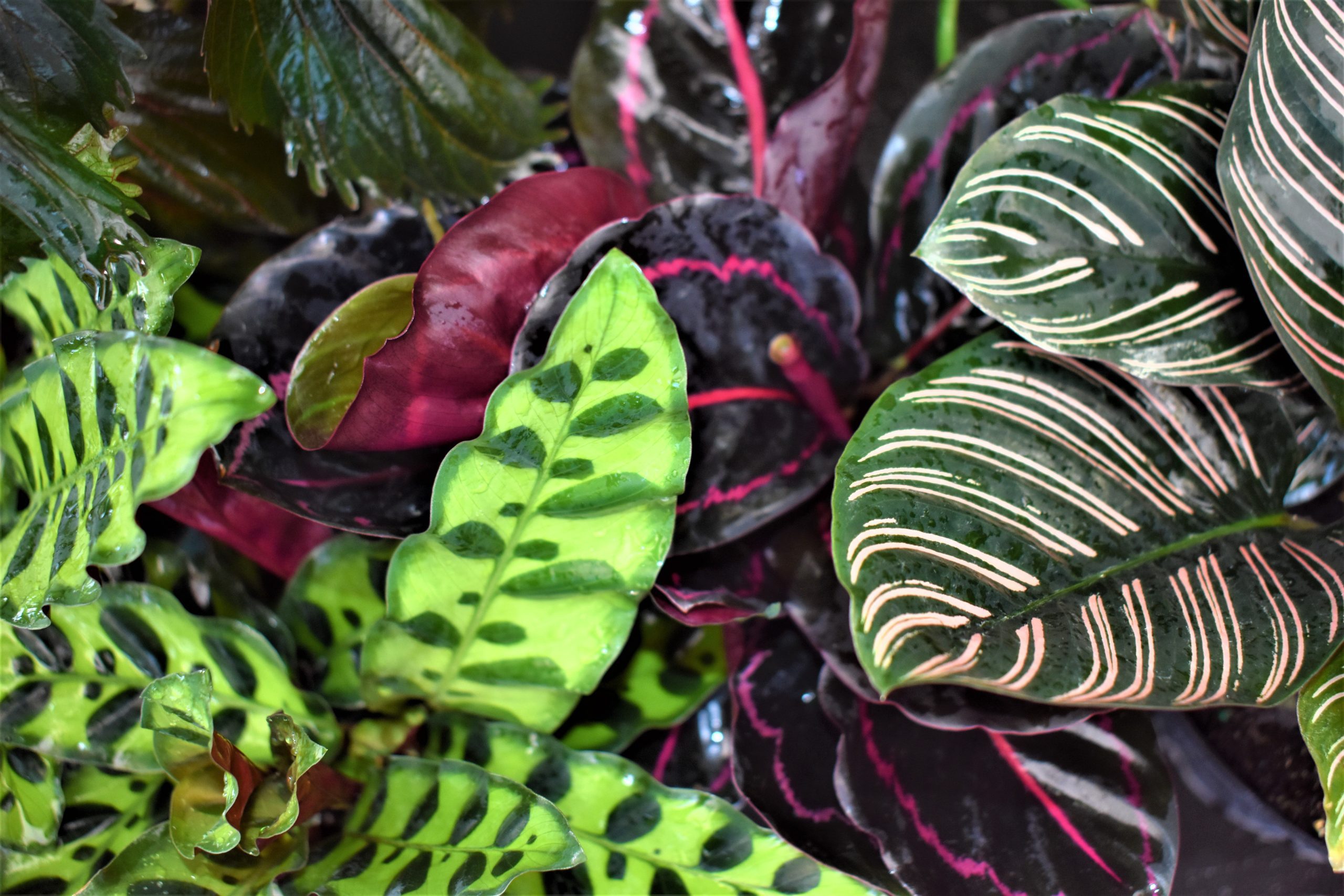 Call Me Nasty… Nastic Movements In Plants