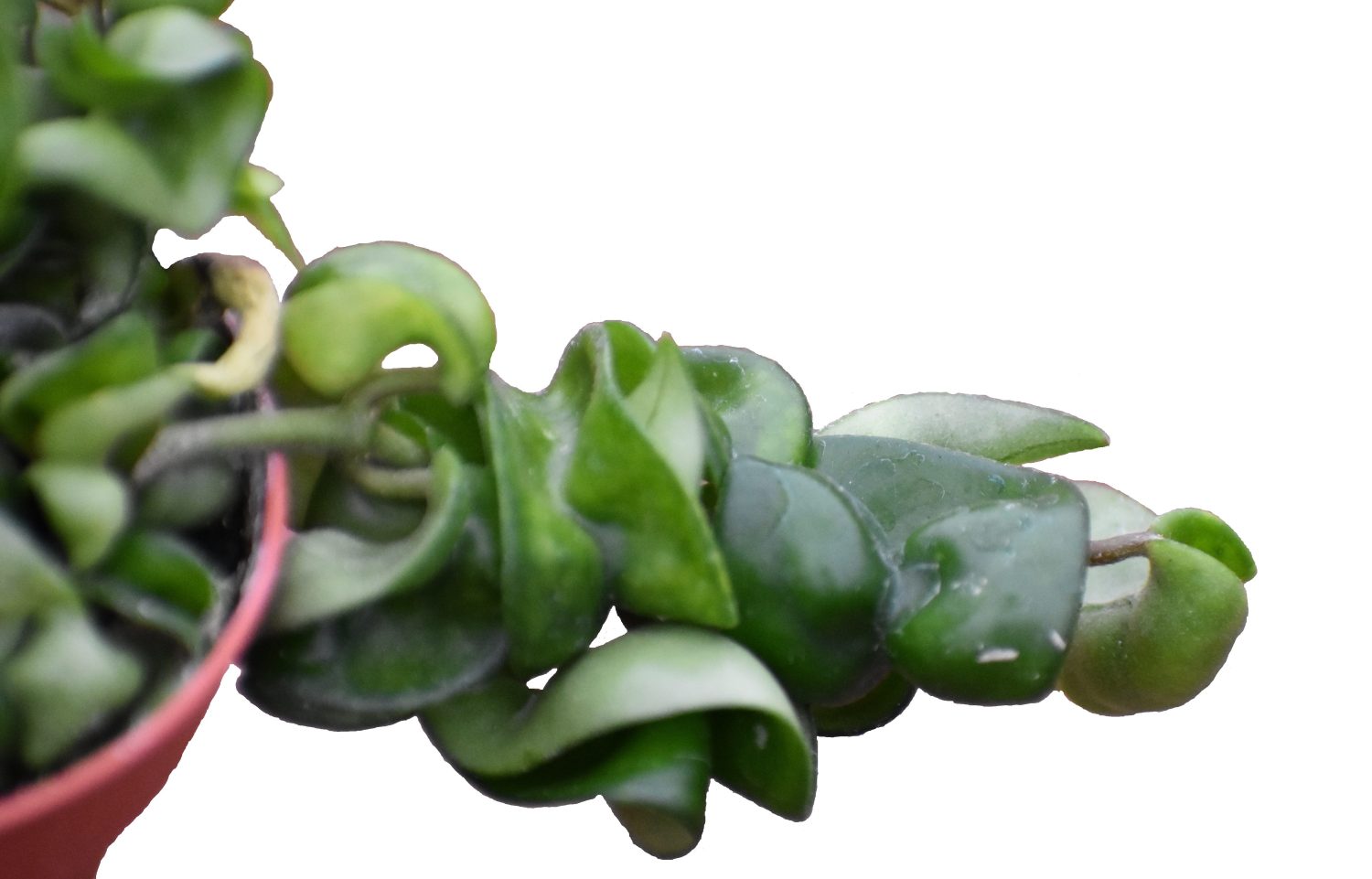 Essential Plant Care Tips for Beginners