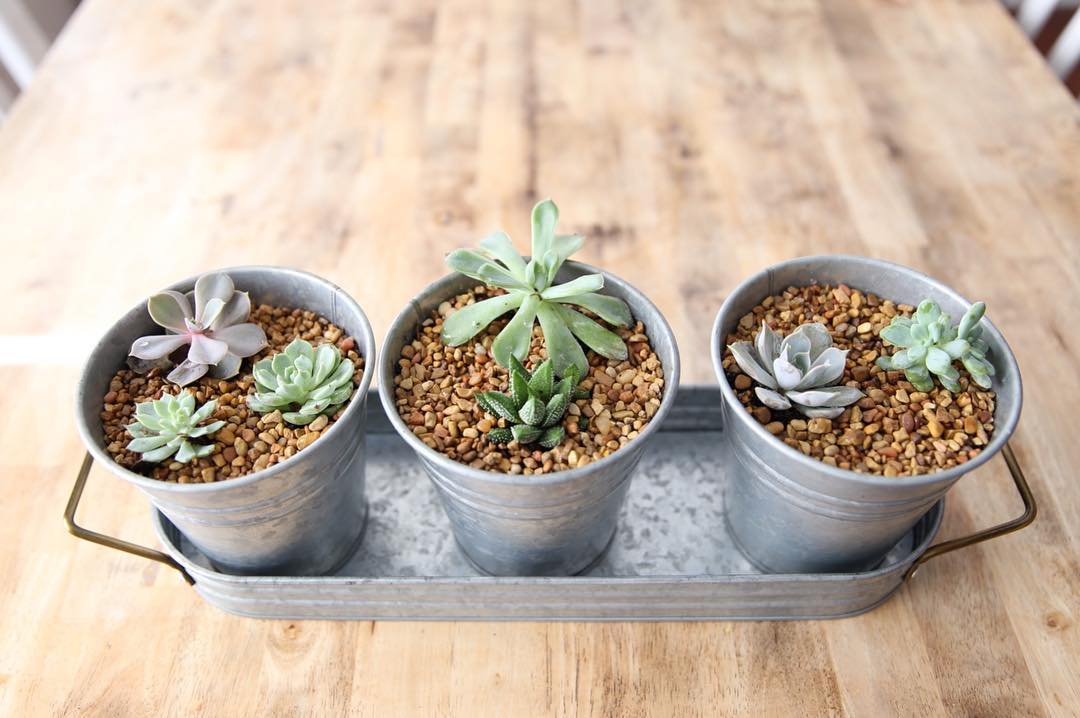 Succulents For Your Big Day