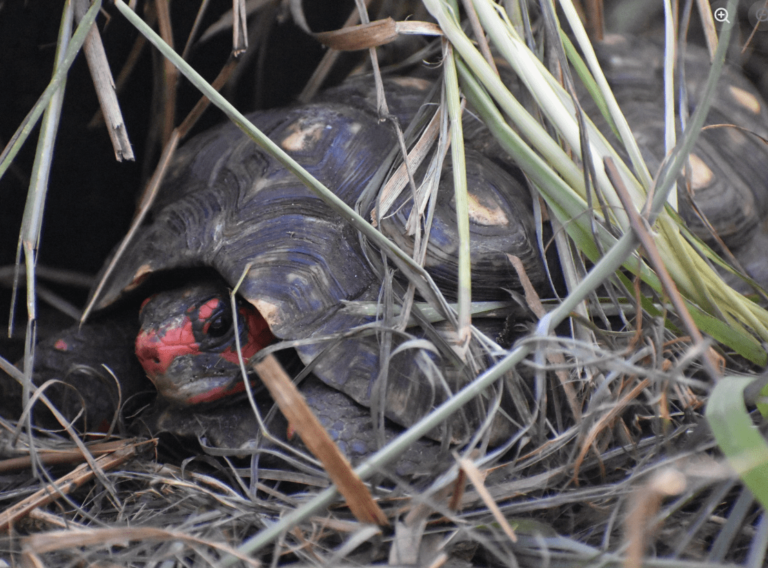‘Cherryhead’  Chelonoidis carbonarius Classification History