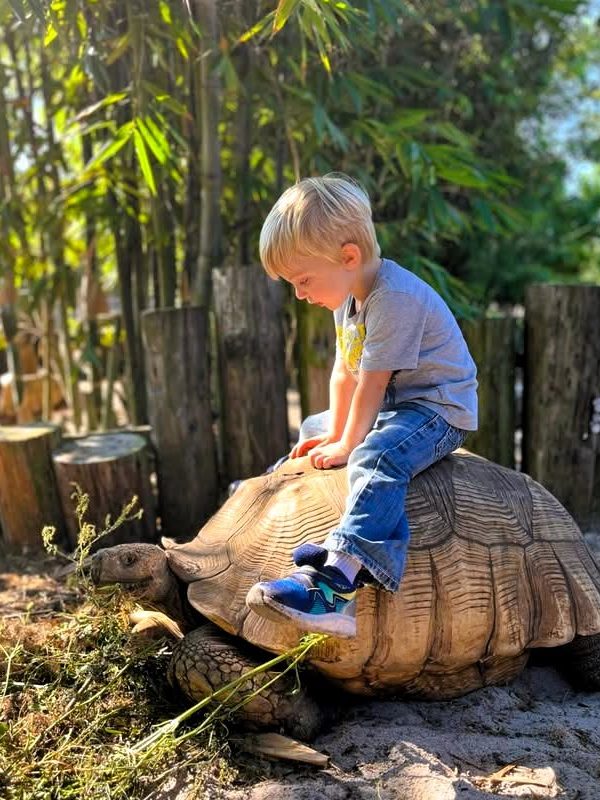 A young child sitting on the back of a large tortoise in a natural outdoor setting, surrounded by bamboo and wooden fences.